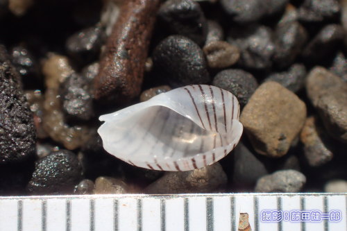 写真：微小貝と呼ばれたりするとても小さな貝はマクロで見たら凄いです！（探すのは大変…）