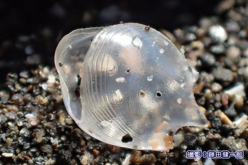 写真：小さなものを探していたお蔭で初めて見つけることが出来た美しいカメガイの殻。