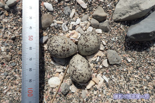 写真：シロチドリの巣の記録撮影。GPSの位置情報と共に記録します。（役所などへ保護を依頼する場合に必要な記録として）