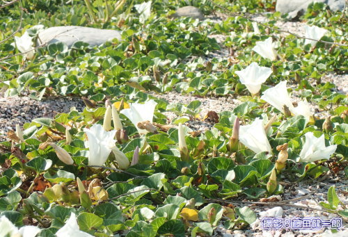 写真：南房総で唯一だった根本海岸の群落が台風などの影響で何年も前に消失して以来、久しぶりに見つかった白い花びらのハマヒルガオ。