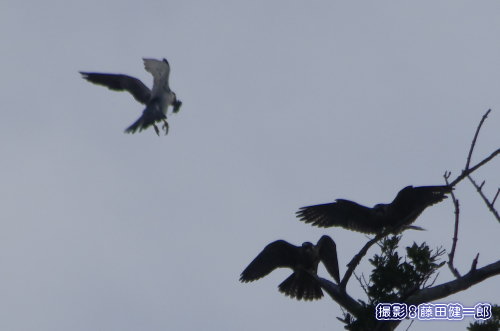 写真：ハヤブサの雛たちは親鳥が持ち帰った食べ物に大騒ぎ！