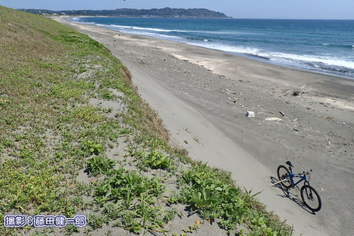 写真：様々な海浜植生に満たされた平砂浦海岸の砂丘。