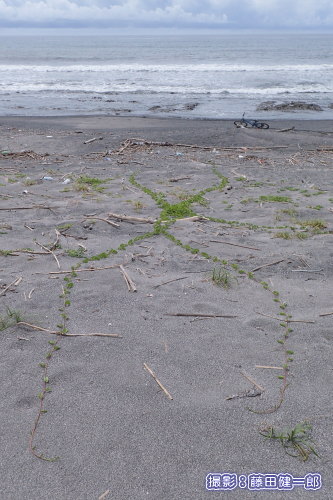 写真：台風の影響を受ける前のX字に広がった白浜のグンバイヒルガオ。