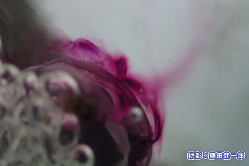 写真：ルリガイが排出する紫の液体。