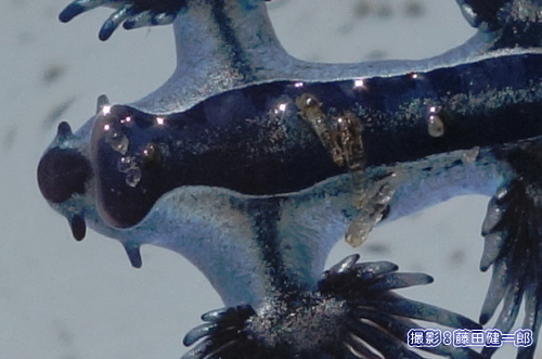 写真：アオミノウミウシの背中にヒッチハイクしているような生物が写っていました。単に漂着時に付着しただけかもしれませんが。