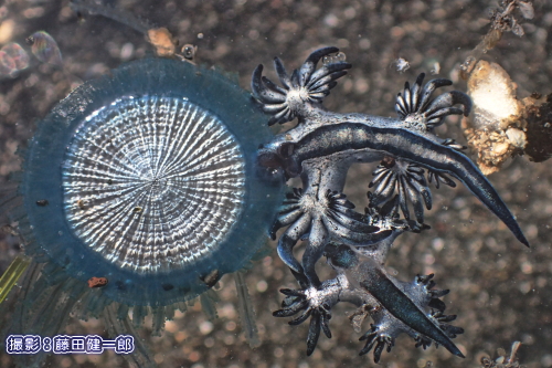 写真：ギンカクラゲ（左）を摂餌し始めたアオミノウミウシ（右、上の個体の全長2�pほど）