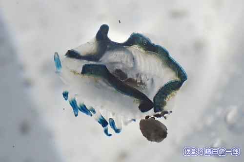 写真：アオミノウミウシと一緒に打ちあがっていた不明生物。色合いからアオミノウミウシの幼体だったり？と想像しましたが判明せず。情報求む。