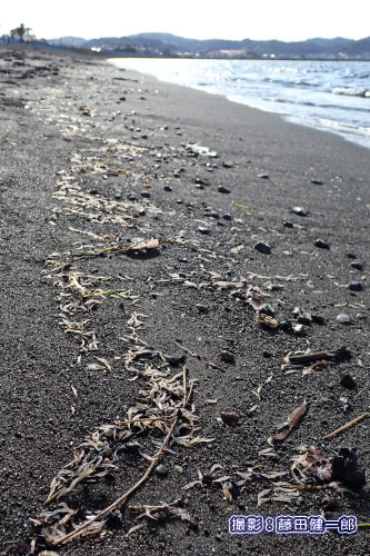 写真：館山湾では2020年12月以来のアミの大量漂着がありました。