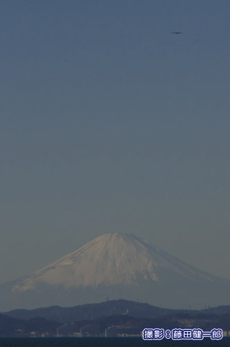 写真：富士山とミサゴ（右上）。せっかく見つかっても真上を飛んでくれなければ個体識別用の写真を撮れません。