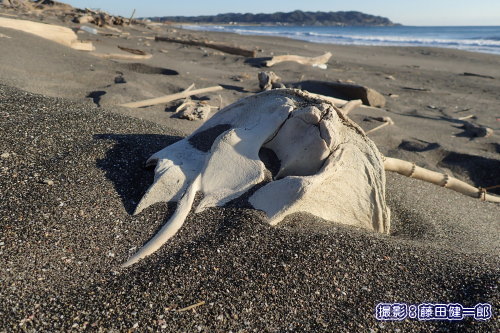 写真：館山市太平洋岸では鯨類の頭骨が見つかりました。全長50�pほどで歯の窪みの数からスジイルカと思われます。国立科学博物館に寄贈依頼してあります。
