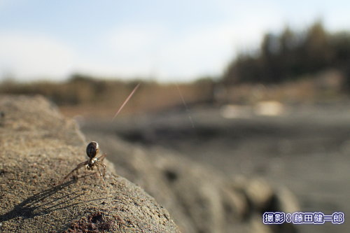 写真：海岸の岩の上で糸を舞い上がらせて飛び立つ準備をしているクモ。実際この直後に飛びます。すぐ左方向が海です。