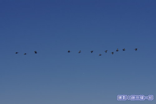 写真：冬の青空を背景に飛ぶカワウ。