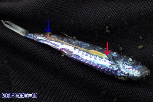 写真：キュウリエソと思われる小魚と寄生生物。赤矢印が寄生生物の付着部、青矢印が尾部。魚の腹部には鮮やかな紫色の発光器が並んでいます。