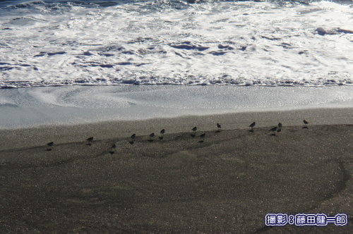 写真：冬には海岸で集まって過ごすシロチドリたちも、そろそろツガイで行動を始めます。