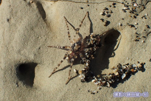 写真：カガリビコモリグモという美しいクモも見つかりました。春が待ち遠しかったことでしょう。