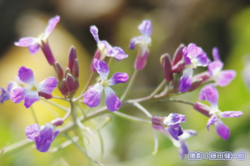 写真：ハマダイコンの花は春に色が濃い傾向があるようです。