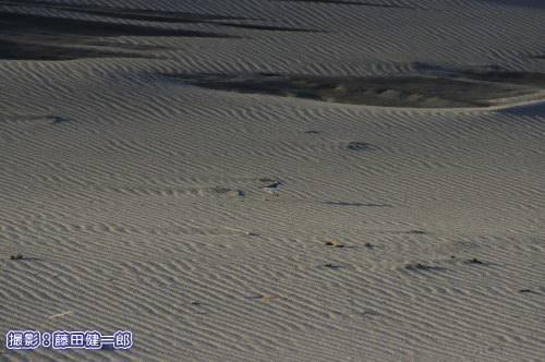 写真：ヒナの居場所を確認しながら警戒して走るシロチドリの親．