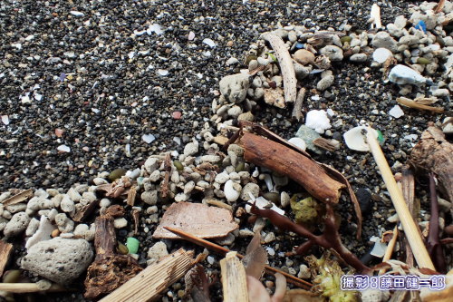 写真：福徳岡ノ場産と思われる軽石はまだ残留しています．表面の状態では新たに供給されているものと古いものが混ざっているようにも見えます．