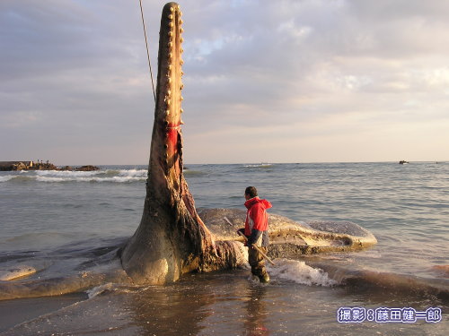 写真：2003年12月30日，根本海岸でマッコウクジラ剖検中の山田格先生．