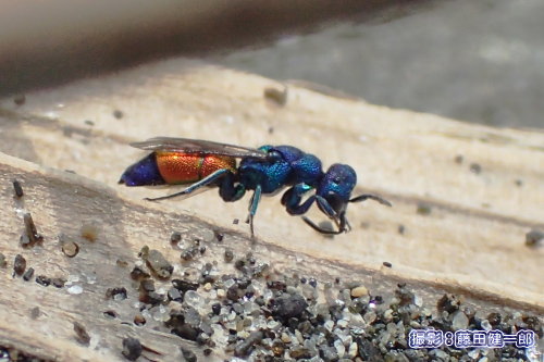 写真：富津市の海岸で遭遇したセイボウ．青いハチは意外といろいろな種類がいるそうです．