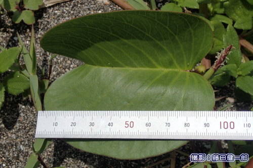 写真：館山市太平洋岸のグンバイヒルガオは葉がとても大きいです！