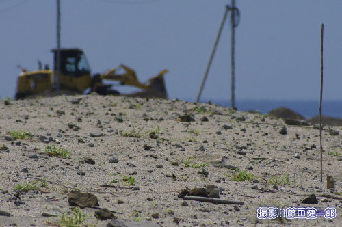 写真：28日に発見したシロチドリの巣で卵を抱く親鳥（見えますか？）．こんな砂浜の真ん中にウズラほどの卵が3つ産んであります．