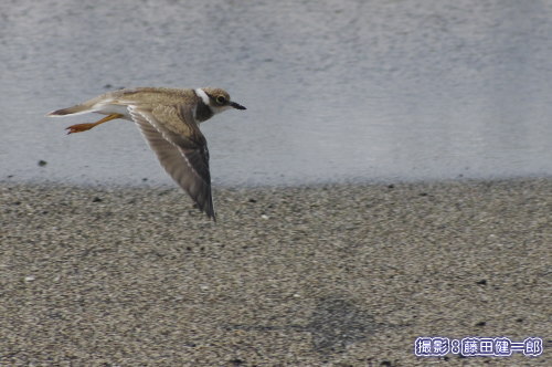 写真：ぎこちなく飛んでいる感じがかわいらしいコチドリの幼鳥．