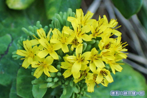 写真：淡さと強さが良いバランスの美しい黄色の花を咲かせるワダン．