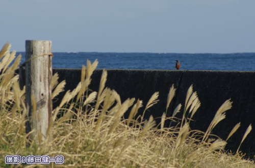 写真：海辺ならどこにでもいるという印象のイソヒヨドリですが，鳴き声の収録はなかなか進まずポッドキャストでまだご紹介できずにいます...