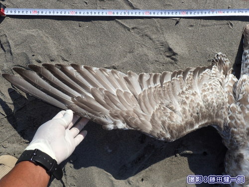写真：漂着していたオオセグロカモメ若鳥の死骸の立派な翼．