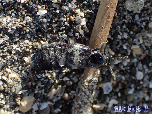 写真：フルマカモメの死骸の下で見つかったハネカクシの一種．地味ですが，砂浜海岸の生態系においてかなり重要な存在．