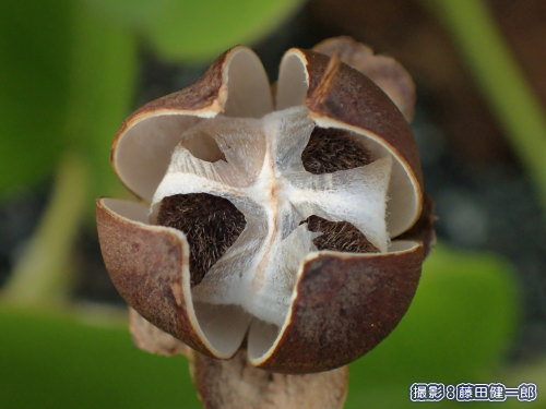 写真：完熟したグンバイヒルガオの種子．長年記録していますが，実が熟すのはまだほんの一部です．