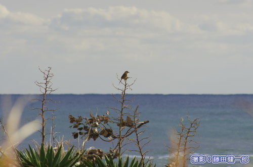 写真：海岸で領土を監視中？のモズ．海にやって来る鳥は「海鳥」だけではありません．