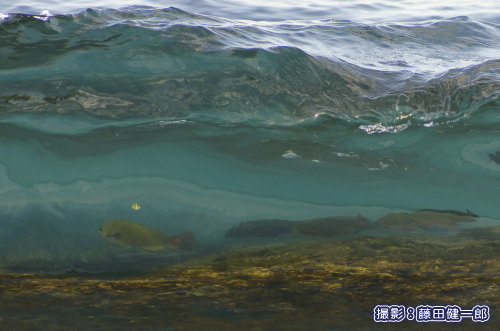 写真：波のフェイスから垣間見た世界．浅瀬で暮らす魚たち．右の連なった黒いのも魚です，黄色い小さな魚も見えますか？