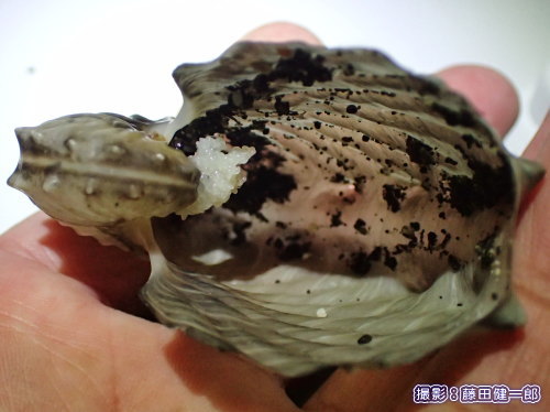 写真：卵が付いた状態で打ちあがったタコブネの殻．卵は初めて見ました！
