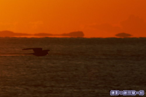 写真：夕焼けを背景に塒に向かうハヤブサ類．