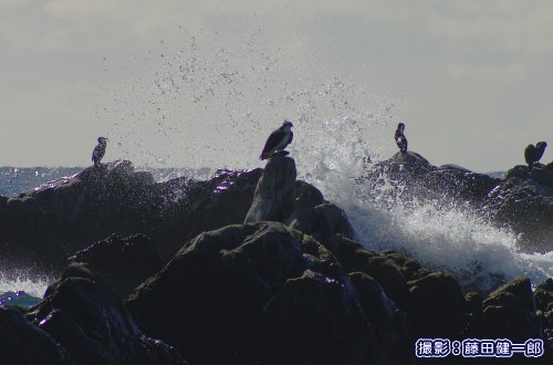 写真：岩の上で魚を食べ続けていたミサゴ．