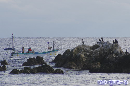 写真：根本海岸の中央突端にある岩場は御神根（おがみね）と言います．網をかけに船を出した根本のMさんとウミウ．