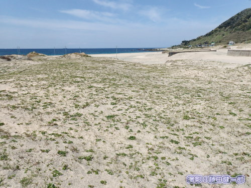 写真：根本海岸．関東にあって，このような広大な海浜植生に満たされた砂丘があること自体奇跡のようなものですから，県や市はその利用について十分に注意を払うべきです．