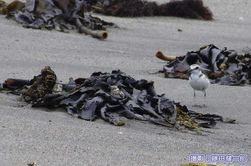 写真：シロチドリの親子．右の成体がメス，左の海藻に頭を突っ込むようにして雛が2羽隠れています．見えますか？