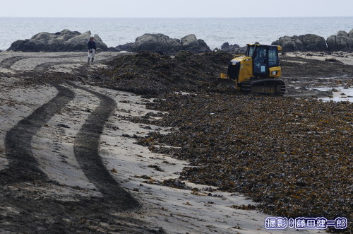 写真：台風の後，根本海岸に打ちあがった海藻を移動して埋める作業を行っている重機．