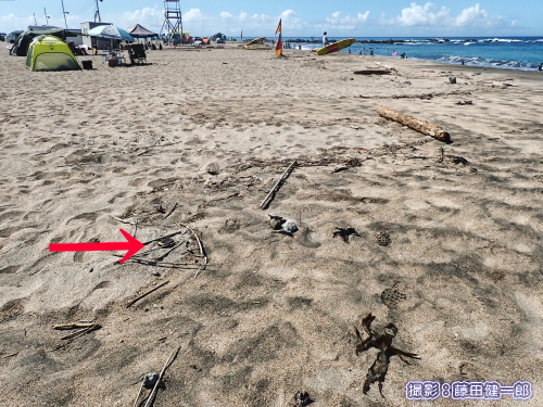 写真：根本海岸で既に孵化を終えて既に空になったシロチドリの巣ですが，台風の高潮をギリギリ免れていました．巣の位置を高潮から護ることが可能な位置を予測できるのではないか？と．赤矢印が卵のあった位置で，そのすぐ海側に波が来た痕跡で砂の色が違っています．