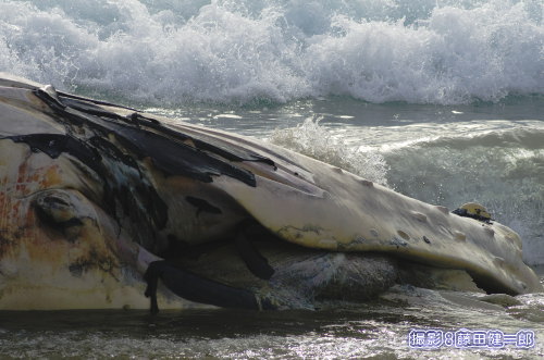 写真：今回も幼いザトウクジラでした．ヒゲクジラはいつも仰向けで漂着します．悲しげな目．付き添っていた母クジラはさぞ悲しかった事でしょう．