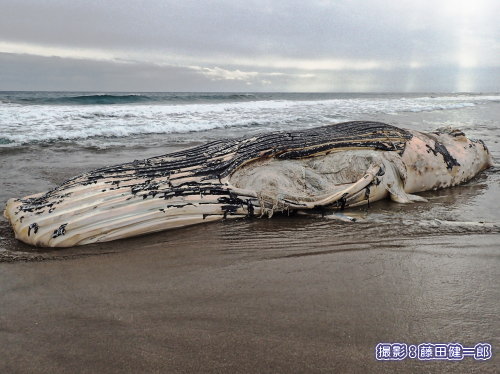 写真：またザトウクジラが漂着しました．この冬は多め．